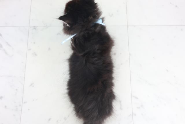 佐賀県のメインクーン (Coo&RIKU佐賀神埼店/2025年9月30日生まれ/男の子/ブラウンタビー)の子猫の4枚目の画像