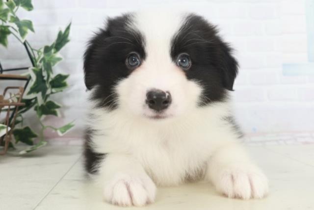 ボーダーコリー