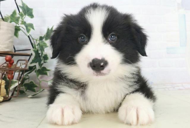 宮崎県のボーダーコリー (Coo&RIKU宮崎店/2025年9月29日生まれ/男の子/ブラックホワイト)の子犬の1枚目の画像