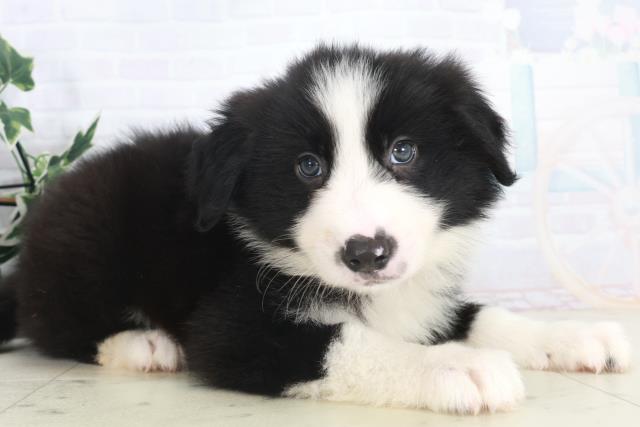 宮崎県のボーダーコリー (Coo&RIKU宮崎店/2025年9月29日生まれ/男の子/ブラックホワイト)の子犬の2枚目の画像