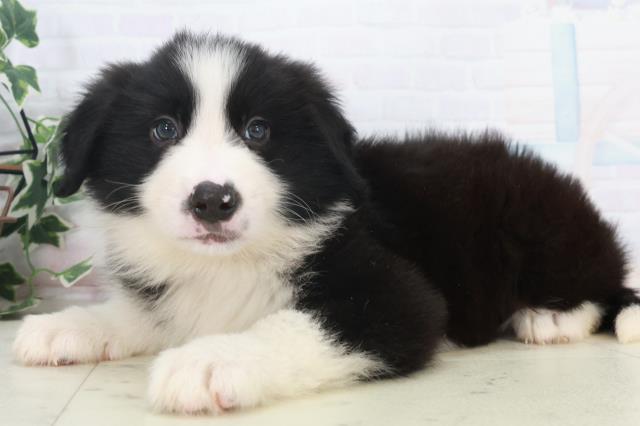 宮崎県のボーダーコリー (Coo&RIKU宮崎店/2025年9月29日生まれ/男の子/ブラックホワイト)の子犬の3枚目の画像