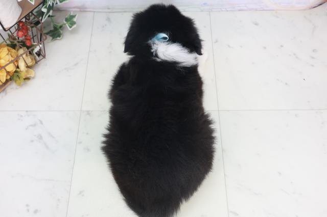 宮崎県のボーダーコリー (Coo&RIKU宮崎店/2025年9月29日生まれ/男の子/ブラックホワイト)の子犬の4枚目の画像