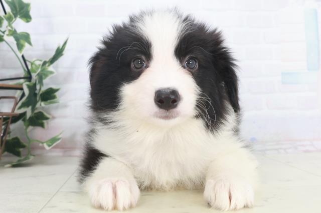 福岡県のボーダーコリー (Coo&RIKU行橋店/2025年9月29日生まれ/女の子/ブラックホワイト)の子犬の1枚目の画像