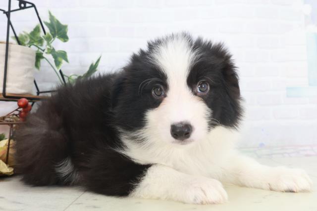 福岡県のボーダーコリー (Coo&RIKU行橋店/2025年9月29日生まれ/女の子/ブラックホワイト)の子犬の2枚目の画像