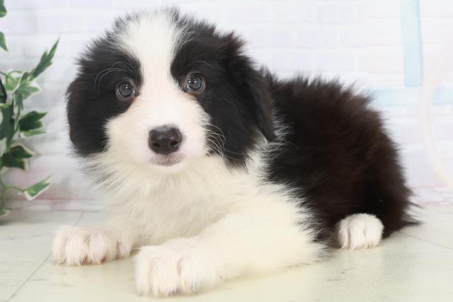 福岡県のボーダーコリー (Coo&RIKU行橋店/2025年9月29日生まれ/女の子/ブラックホワイト)の子犬の3枚目の画像