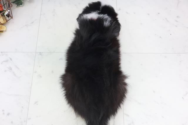 福岡県のボーダーコリー (Coo&RIKU行橋店/2025年9月29日生まれ/女の子/ブラックホワイト)の子犬の4枚目の画像