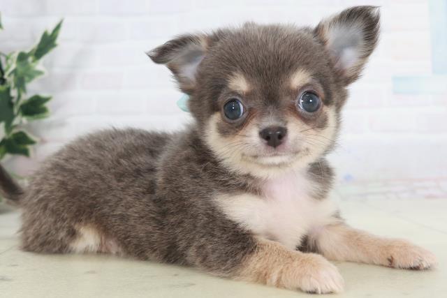 佐賀県のチワワ(ロング) (Coo&RIKU佐賀神埼店/2025年9月29日生まれ/男の子/ブルータンホワイト)の子犬の2枚目の画像