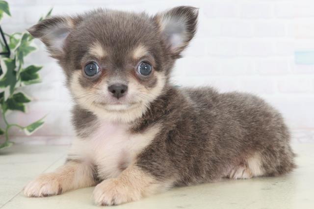 佐賀県のチワワ(ロング) (Coo&RIKU佐賀神埼店/2025年9月29日生まれ/男の子/ブルータンホワイト)の子犬の3枚目の画像