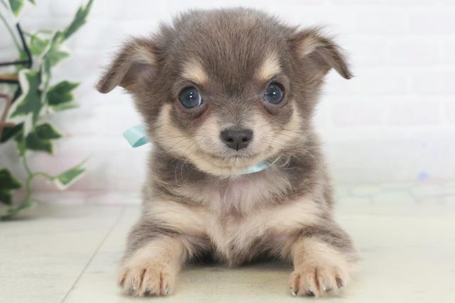 大分県のチワワ(ロング) (Coo&RIKU大分店/2025年9月29日生まれ/男の子/ブルータンホワイト)の子犬の1枚目の画像