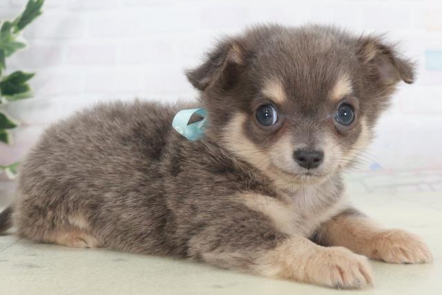 大分県のチワワ(ロング) (Coo&RIKU大分店/2025年9月29日生まれ/男の子/ブルータンホワイト)の子犬の2枚目の画像