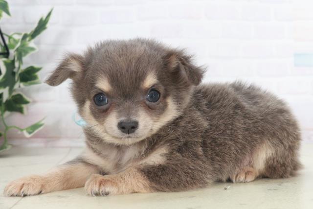 大分県のチワワ(ロング) (Coo&RIKU大分店/2025年9月29日生まれ/男の子/ブルータンホワイト)の子犬の3枚目の画像