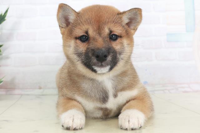 熊本県の豆柴 (Coo&RIKU熊本店/2025年9月18日生まれ/女の子/赤)の子犬の1枚目の画像