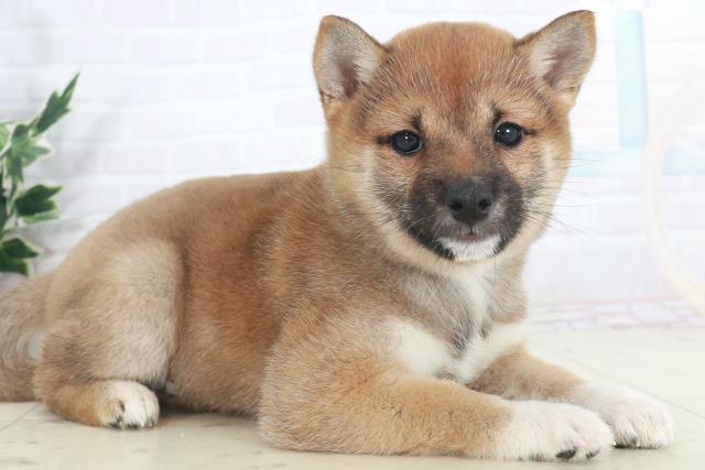 熊本県の豆柴 (Coo&RIKU熊本店/2025年9月18日生まれ/女の子/赤)の子犬の2枚目の画像