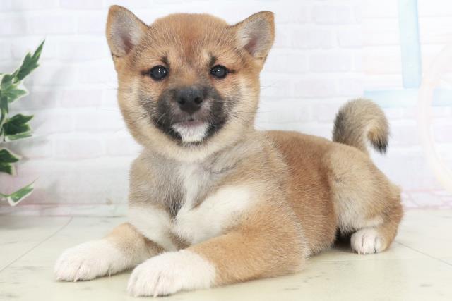 熊本県の豆柴 (Coo&RIKU熊本店/2025年9月18日生まれ/女の子/赤)の子犬の3枚目の画像