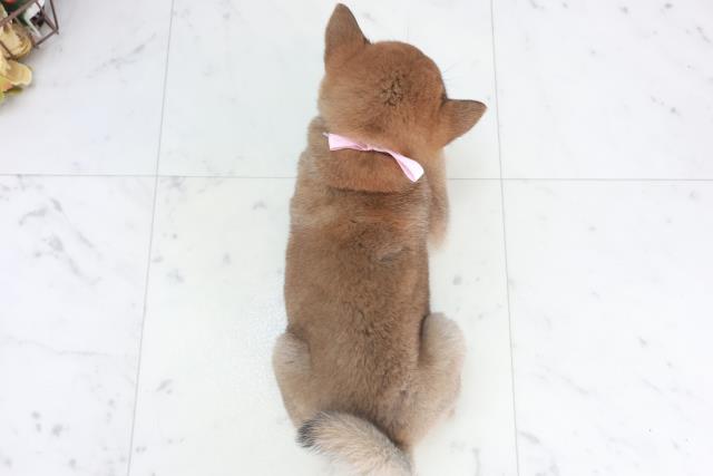 熊本県の豆柴 (Coo&RIKU熊本店/2025年9月18日生まれ/女の子/赤)の子犬の4枚目の画像