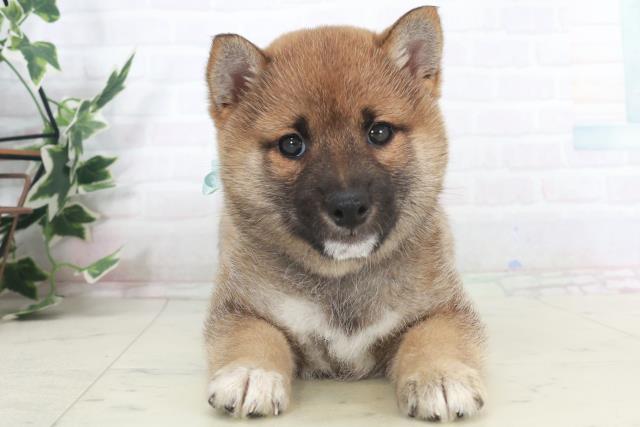 宮崎県の豆柴 (Coo&RIKU宮崎店/2025年9月18日生まれ/男の子/赤)の子犬の1枚目の画像