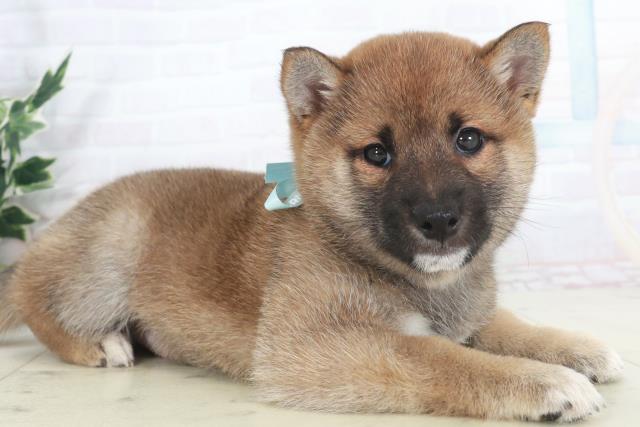 宮崎県の豆柴 (Coo&RIKU宮崎店/2025年9月18日生まれ/男の子/赤)の子犬の2枚目の画像