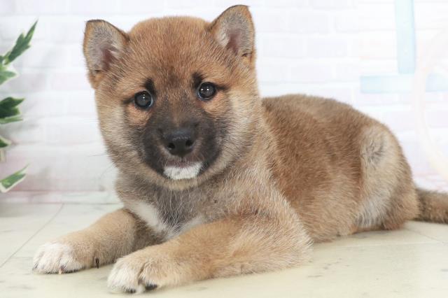 宮崎県の豆柴 (Coo&RIKU宮崎店/2025年9月18日生まれ/男の子/赤)の子犬の3枚目の画像