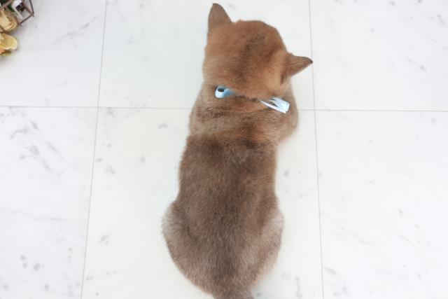 宮崎県の豆柴 (Coo&RIKU宮崎店/2025年9月18日生まれ/男の子/赤)の子犬の4枚目の画像