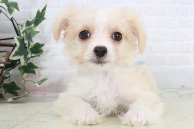 福岡県のチワマル/マルチワ(チワワ×マルチーズ) (Coo&RIKU黒崎店/2025年9月28日生まれ/男の子/クリーム)の子犬の1枚目の画像