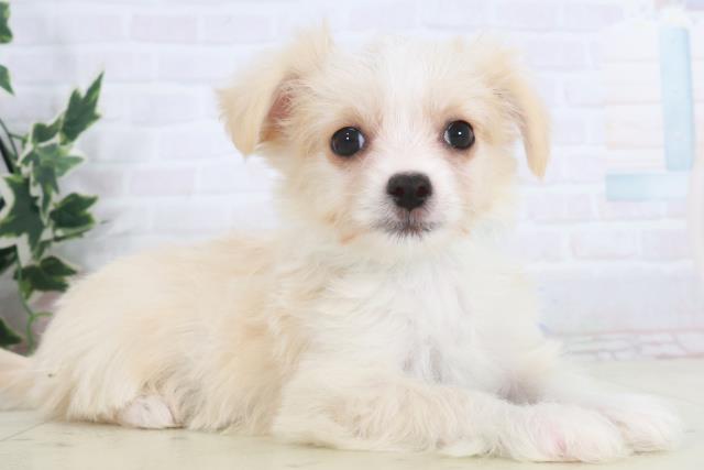 福岡県のチワマル/マルチワ(チワワ×マルチーズ) (Coo&RIKU黒崎店/2025年9月28日生まれ/男の子/クリーム)の子犬の2枚目の画像