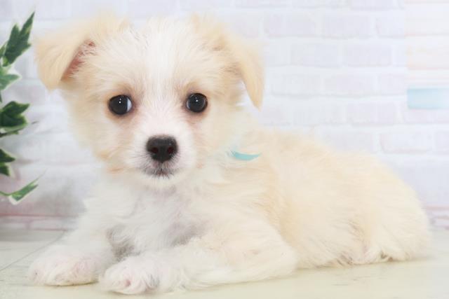 福岡県のチワマル/マルチワ(チワワ×マルチーズ) (Coo&RIKU黒崎店/2025年9月28日生まれ/男の子/クリーム)の子犬の3枚目の画像