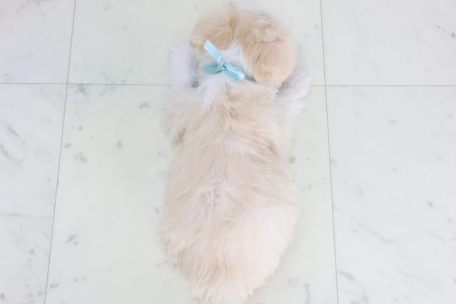 福岡県のチワマル/マルチワ(チワワ×マルチーズ) (Coo&RIKU黒崎店/2025年9月28日生まれ/男の子/クリーム)の子犬の4枚目の画像