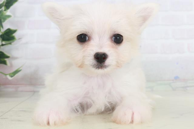 熊本県のチワマル/マルチワ(チワワ×マルチーズ) (Coo&RIKU宇土シティモール店/2025年9月28日生まれ/男の子/クリーム)の子犬の1枚目の画像