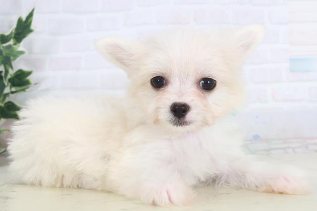 熊本県のチワマル/マルチワ(チワワ×マルチーズ) (Coo&RIKU宇土シティモール店/2025年9月28日生まれ/男の子/クリーム)の子犬の2枚目の画像
