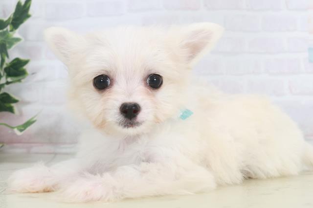 熊本県のチワマル/マルチワ(チワワ×マルチーズ) (Coo&RIKU宇土シティモール店/2025年9月28日生まれ/男の子/クリーム)の子犬の3枚目の画像