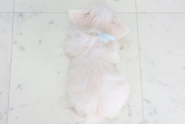 熊本県のチワマル/マルチワ(チワワ×マルチーズ) (Coo&RIKU宇土シティモール店/2025年9月28日生まれ/男の子/クリーム)の子犬の4枚目の画像