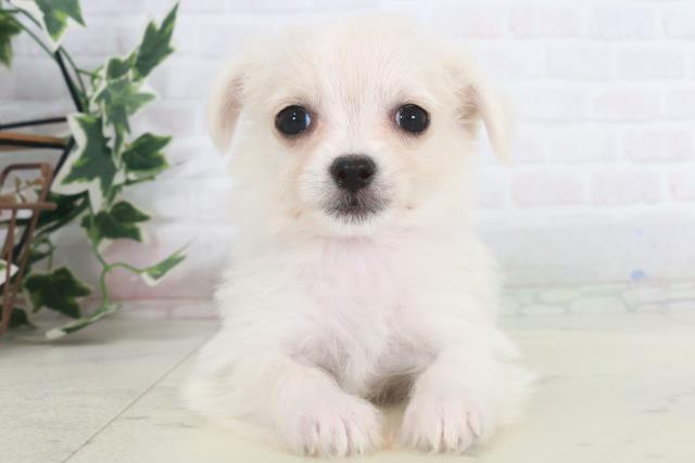 鹿児島県のチワマル/マルチワ(チワワ×マルチーズ) (Coo&RIKU鹿児島店/2025年9月28日生まれ/女の子/クリーム)の子犬の1枚目の画像