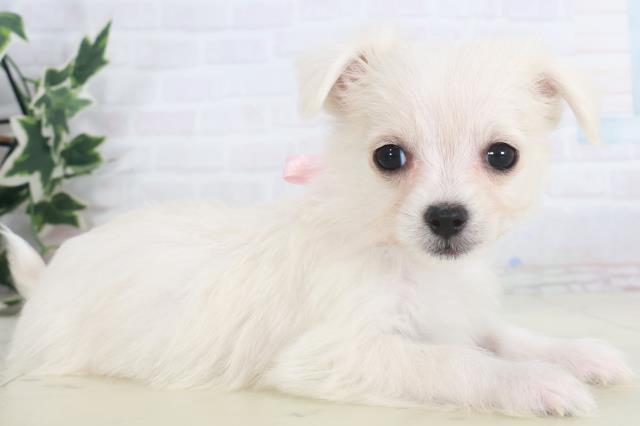 鹿児島県のチワマル/マルチワ(チワワ×マルチーズ) (Coo&RIKU鹿児島店/2025年9月28日生まれ/女の子/クリーム)の子犬の2枚目の画像