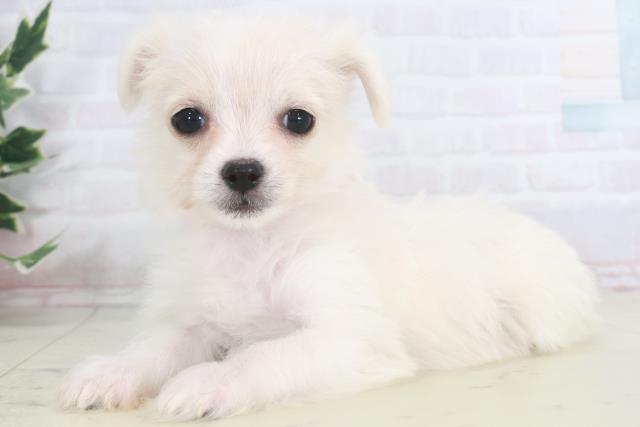 鹿児島県のチワマル/マルチワ(チワワ×マルチーズ) (Coo&RIKU鹿児島店/2025年9月28日生まれ/女の子/クリーム)の子犬の3枚目の画像