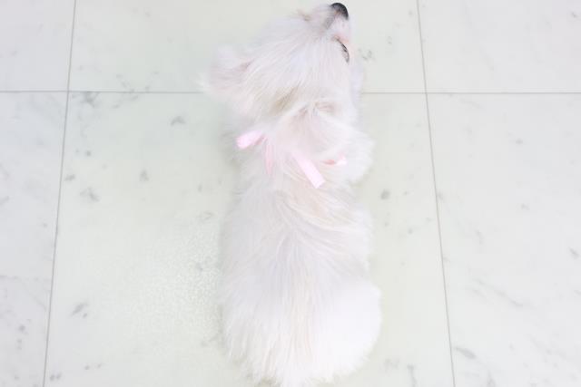 鹿児島県のチワマル/マルチワ(チワワ×マルチーズ) (Coo&RIKU鹿児島店/2025年9月28日生まれ/女の子/クリーム)の子犬の4枚目の画像