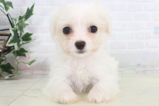 福岡県のチワマル/マルチワ(チワワ×マルチーズ) (Coo&RIKU筑後店/2025年9月28日生まれ/女の子/クリーム)の子犬の1枚目の画像