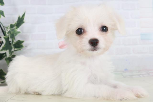福岡県のチワマル/マルチワ(チワワ×マルチーズ) (Coo&RIKU筑後店/2025年9月28日生まれ/女の子/クリーム)の子犬の2枚目の画像