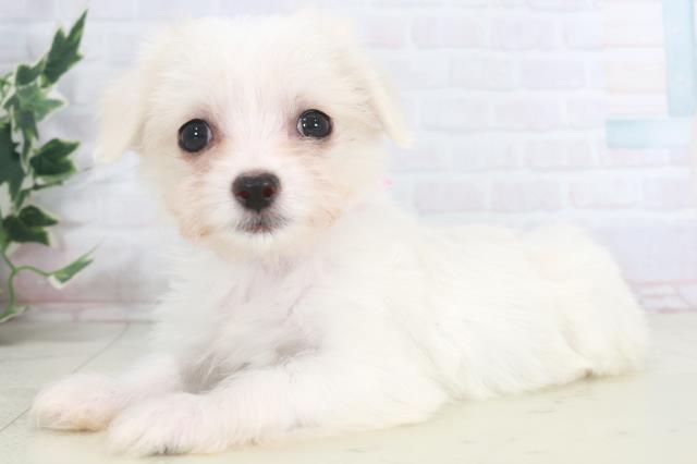 福岡県のチワマル/マルチワ(チワワ×マルチーズ) (Coo&RIKU筑後店/2025年9月28日生まれ/女の子/クリーム)の子犬の3枚目の画像