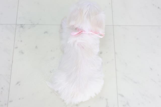 福岡県のチワマル/マルチワ(チワワ×マルチーズ) (Coo&RIKU筑後店/2025年9月28日生まれ/女の子/クリーム)の子犬の4枚目の画像