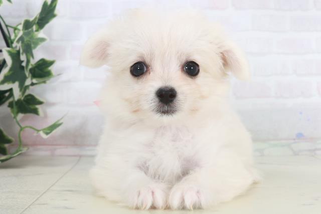 福岡県のチワマル/マルチワ(チワワ×マルチーズ) (Coo&RIKU小倉店/2025年9月28日生まれ/女の子/クリーム)の子犬の1枚目の画像