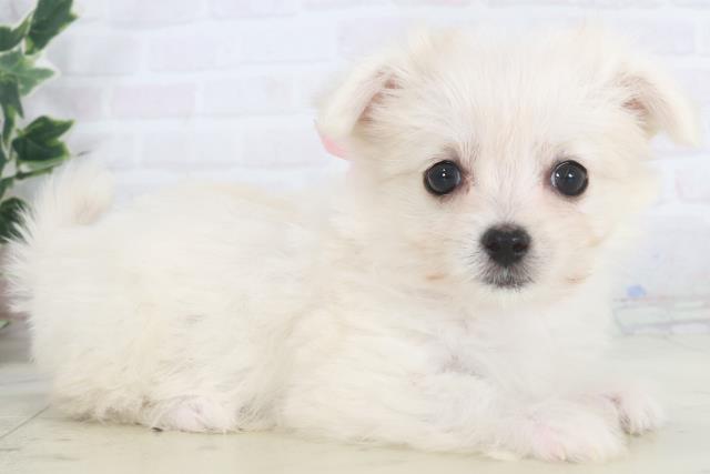 福岡県のチワマル/マルチワ(チワワ×マルチーズ) (Coo&RIKU小倉店/2025年9月28日生まれ/女の子/クリーム)の子犬の2枚目の画像