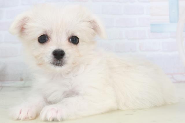 福岡県のチワマル/マルチワ(チワワ×マルチーズ) (Coo&RIKU小倉店/2025年9月28日生まれ/女の子/クリーム)の子犬の3枚目の画像