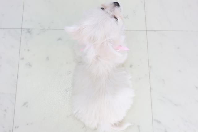 福岡県のチワマル/マルチワ(チワワ×マルチーズ) (Coo&RIKU小倉店/2025年9月28日生まれ/女の子/クリーム)の子犬の4枚目の画像