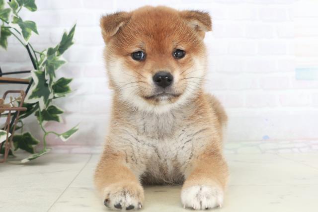 福岡県の柴犬(標準サイズ) (Coo&RIKU福岡古賀店/2025年9月26日生まれ/女の子/赤)の子犬の1枚目の画像