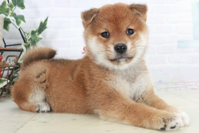 福岡県の柴犬(標準サイズ) (Coo&RIKU福岡古賀店/2025年9月26日生まれ/女の子/赤)の子犬の2枚目の画像