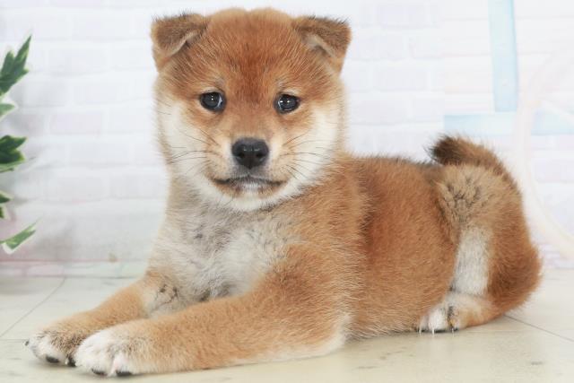 福岡県の柴犬(標準サイズ) (Coo&RIKU福岡古賀店/2025年9月26日生まれ/女の子/赤)の子犬の3枚目の画像