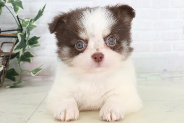 福岡県のチワワ(ロング) (Coo&RIKU筑後店/2025年9月29日生まれ/男の子/ホワイトチョコレート)の子犬の1枚目の画像