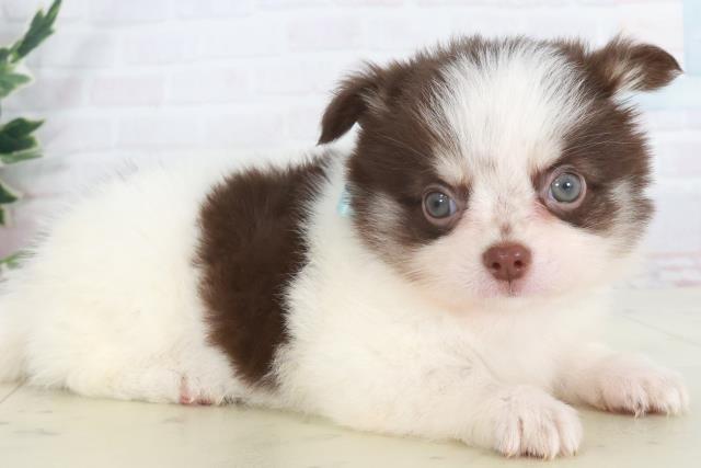 福岡県のチワワ(ロング) (Coo&RIKU筑後店/2025年9月29日生まれ/男の子/ホワイトチョコレート)の子犬の2枚目の画像