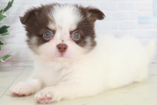 福岡県のチワワ(ロング) (Coo&RIKU筑後店/2025年9月29日生まれ/男の子/ホワイトチョコレート)の子犬の3枚目の画像