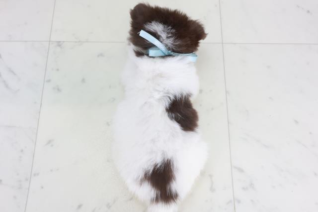 福岡県のチワワ(ロング) (Coo&RIKU筑後店/2025年9月29日生まれ/男の子/ホワイトチョコレート)の子犬の4枚目の画像